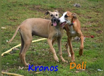 Kronos 07/2024 (ESP) - neugieriger und sanfter, zuckersüßer Galgo Welpe!