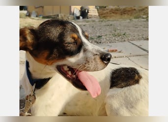 Dante (TO) Ein wundervoller kleiner Hund zum knutschen