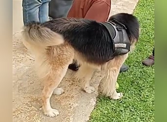 RAFA sucht liebevolles Daheim