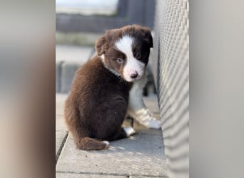 Wunderschöne Border-Collie Welpen (Merle+Braun) ABGABEBEREIT