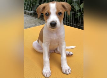 Kromfohrländer Welpen aus Hamburg suchen ein liebevolles Zuhause (Einkreuzprojekt)