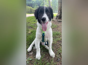 Loki – kleiner Abenteurer mit großem Herz sucht sein Für-Immer-Zuhause
