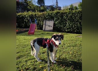 Linda, Traumhündin sucht Traumzuhause, PS in 94078 Freyung