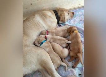 Wurfankündigung Labrador Retriever Welpen Dezember 2024