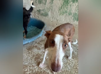 LOLA-die sanfte Schokopodenca auf der Suche nach ihrem Für-immer-Zuhause