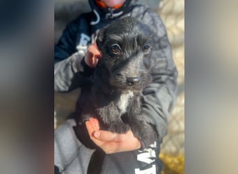 Zizi-LM, verspielte Maus sucht Zuhause