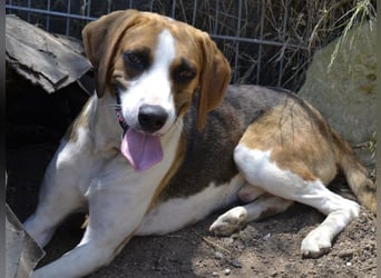Dimmi – junger französischer Laufhund-Mischling sucht liebevolles Zuhause
