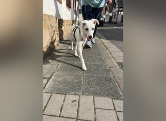 Lina möchte endlich ankommen (67459 Böhl-Iggelheim)