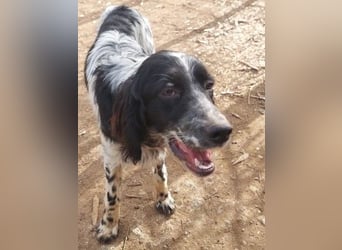 Leroy - super freundlich sucht Familienanschluss