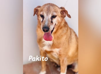 Pakito 08/2017 (ESP) - verschmuster, ruhiger Goldschatz sehnt sich nach Liebe!