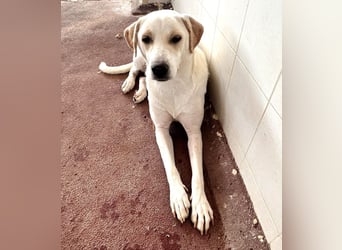 Bella Mischlingshündin ca. 2,7 Jahre alt in Griechenland