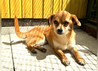 ♥BIENCHEN♥ neu auf Pflegestelle bei Köln - zarte, absolut zutrauliche kleine Juniorin 21 cm