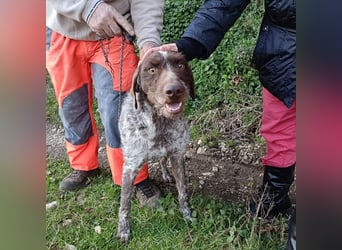 Jack - lebensfroher Drahthaarmix sucht sportliche Familie mit Herz und Hundeverstand