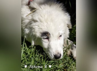 Apollo und Athena suchen ein Zuhause
