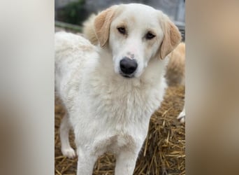 Nami, geb. ca. 12/2019, lebt in GRIECHENLAND, im städt. Tierheim Serres