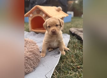 Labrador Welpen mit Ahnentafel