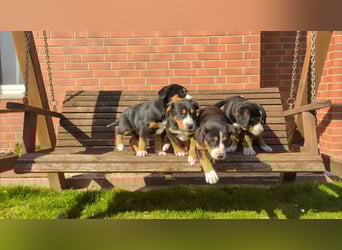 Große-Schweizer-Sennenhund-Welpen
