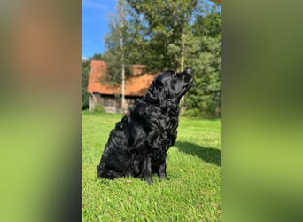 Labrador Welpen mit Ahnentafel