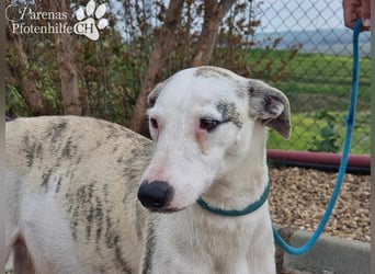 Christa ( Galgo Mix), ist ein absoluter Sonnenschein