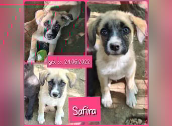 Safira, 2 ¾ -jähriges Mädchen, ca. kniehoch, freundlich, verspielt, offen