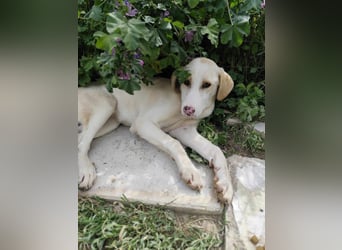 Finley - Ein Rüde sucht Liebe und Hoffnung