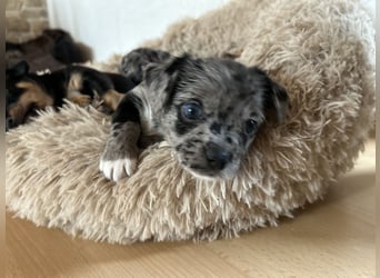 Chihuahua mix Welpen