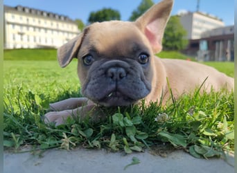 Welpe Reinsrassige französische Bulldogge Babys