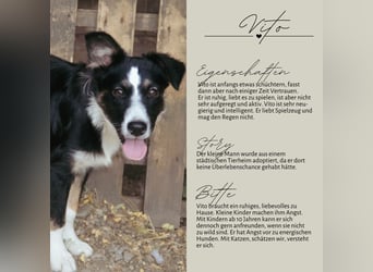 VITO - ein liebevolles Zuhause gesucht