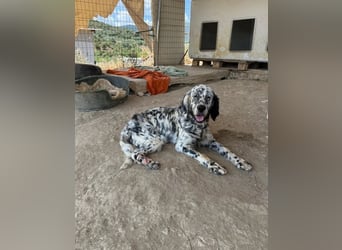 Lottie – Sanfte Setterseele sucht ihr Glück!