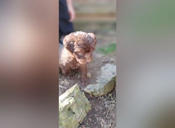 11 putzmuntere Aussiedoodles