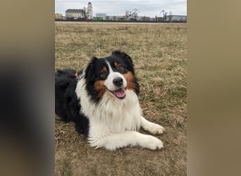 Australien Shepherd - Miro (4,5 Jahre) sucht neues zu Hause