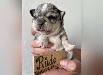Chihuahua Welpen ab 22.08 abzugeben