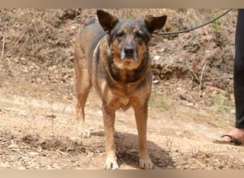 Joy, eine von vier Hunden, die dringend ein neues Zuhause benötigen