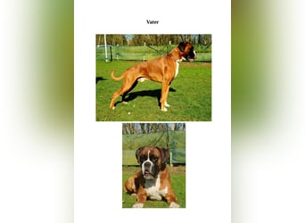 Boxer-Welpen von mehrmaligen Teilnehmern der Deutschen Meisterschaften!!!