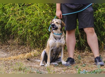 Mya, Mix Schäferhund / Rafeiro Alentejano, lieb und sozial