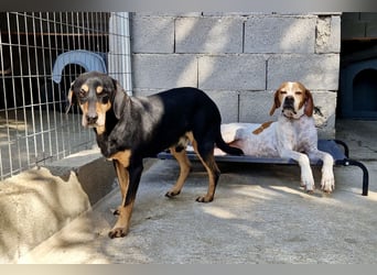 Süße und liebevolle Pointer Mix Hündin EMMA sucht eine Familie