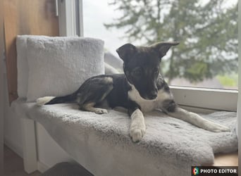 Jilly, liebenswertes Welpenmädchen, PS 94078 Freyung