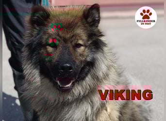 Eurasier Mischling Viking sucht Zuhause oder Pflegestelle