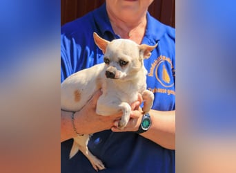 Kulcs PP – Zarte Chihuahua-Hündin sucht liebevolles Zuhause mit Herz