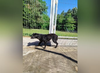 zierliche kleine Terrier Mischlings Hündin Lilly sucht ein Zuhause oder PS