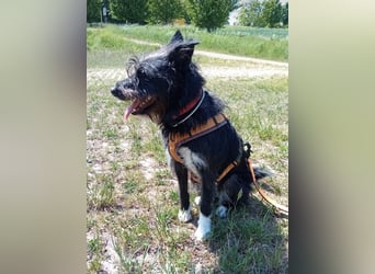 Süsse Phoebe sucht ihr Für-Immer-Zuhause!