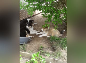 Colliejungs (altschottische Linie), 8 Monate alt suchen liebevolles Fürimmerzuhause