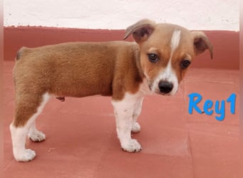 Rey1 geb. 03/2025 (ESP) - neugieriger, kleiner Bodeguero-Mix Welpe!