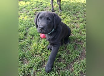 1 Labrador Welpe Rüde mit Ahnentafel