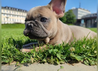 Welpe Reinsrassige französische Bulldogge Babys