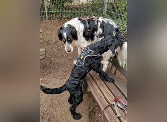 Setter Fan`s aufgepasst: sehr verschmust u. sozial; das ist Kajo! Er wartet in D-dorf auf DICH!