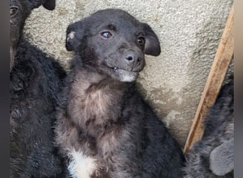 Elsie ❤️ süßes, verspieltes Hundemädl