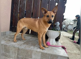 Kubu, geb. 01.06.2024, 40 cm, sucht ein Für-Immer-Zuhause