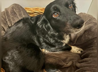 Mazli, geboren 01.01.2020, 36cm sucht ihr Zuhause
