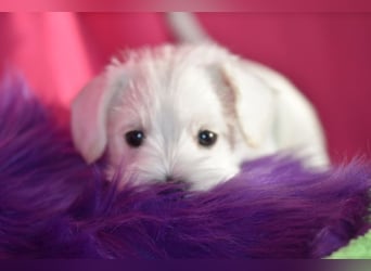 Zwergschnauzer Rüde weiß